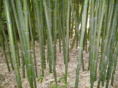 Running Bamboo Grove
